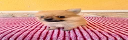 Pomerania perros en venta: Pomerania toy  - Anuncio 4