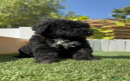Perro de Agua Español perros en venta: PERRO DE AGUA ESPAÑOL HEMBRA - Imagen 11