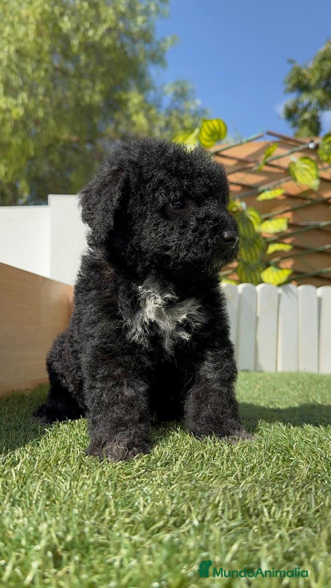 Perro de Agua Español perros en venta: PERRO DE AGUA ESPAÑOL HEMBRA - Imagen 11
