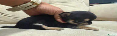 Chihuahua 1