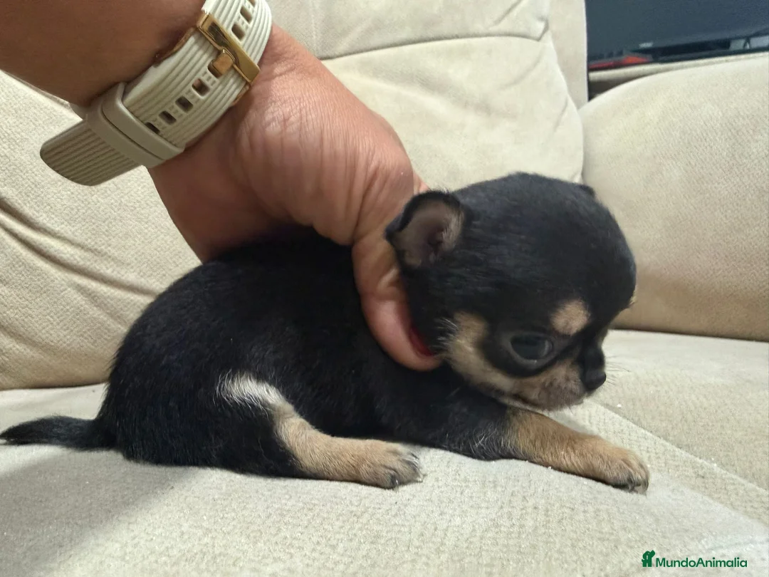 Chihuahua perros en venta: Dos machos de chihuahuas toy linea rusa - Anuncio 2