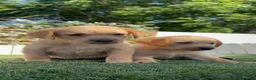 Labrador Retriever perros en venta: LABRADOR RETRIEVER  - Anuncio 3