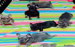 Bulldog Francés perros en venta: Bulldog francés minis guapísimos  - Anuncio 5