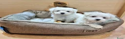 Bichón Maltés perros en venta: Bichón Maltés  - Anuncio 1