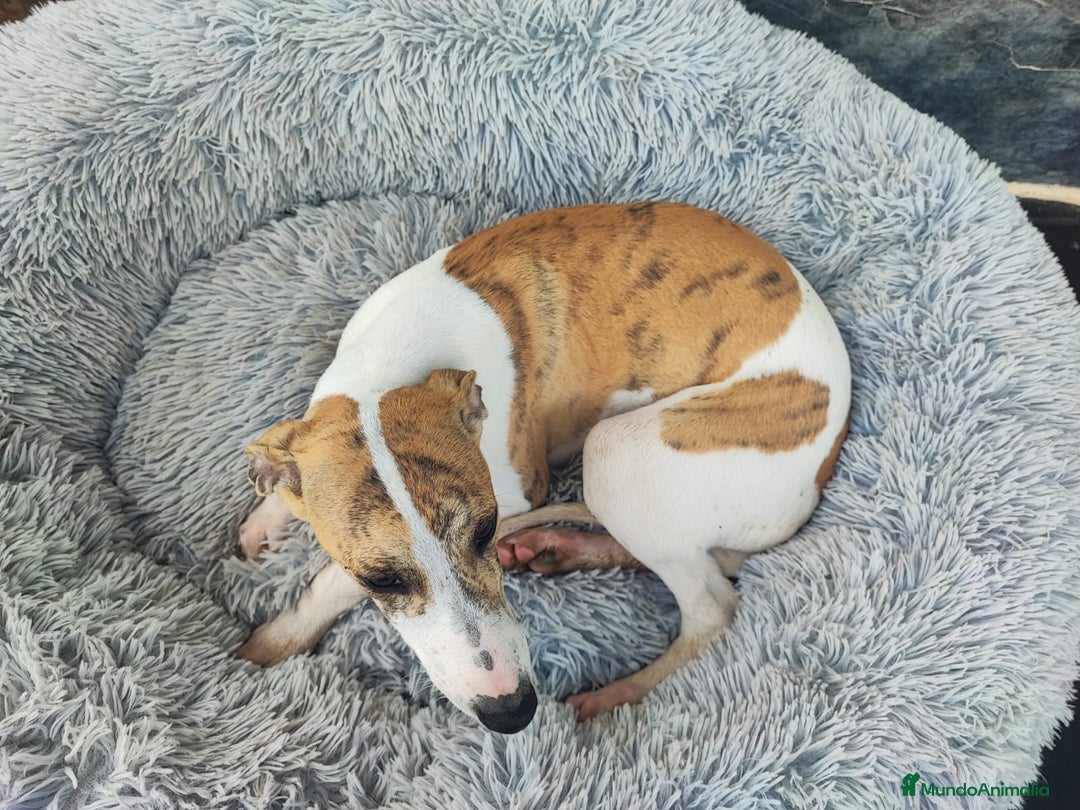 Whippet perros en venta: Whippet hembra - Anuncio 4