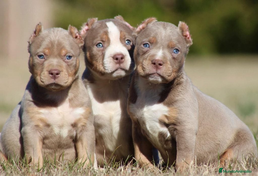 American Pit Bull Terrier perros AMERICAN PITBULL & PITBULL AMERICANO XL  - Anuncio 2