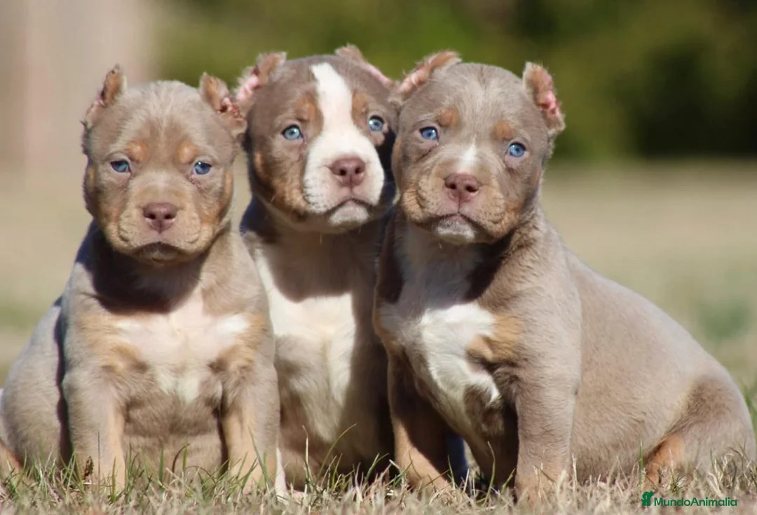 American Pit Bull Terrier perros en venta: AMERICAN PITBULL & PITBULL AMERICANO XL  - Anuncio 2