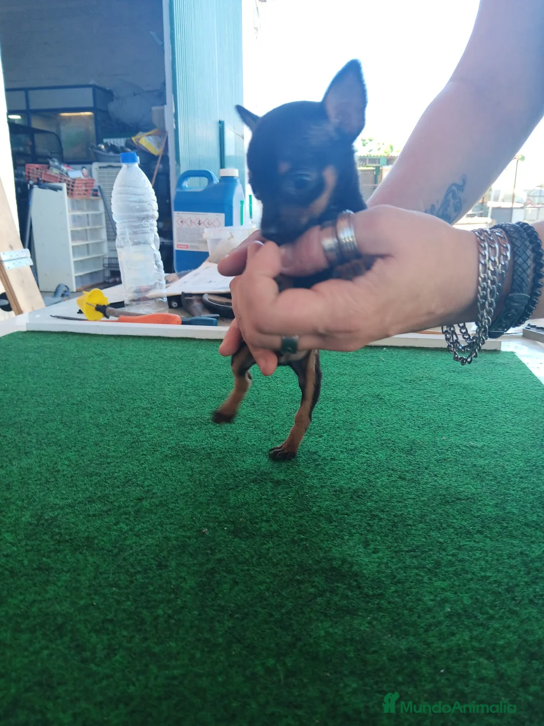 Ratón de Praga perros en venta: Auténtico Ratón de Praga  en Sevilla - Anuncio 2