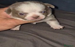 Chihuahua perros en venta: Chihuahuas cabeza manzana - Imagen 2