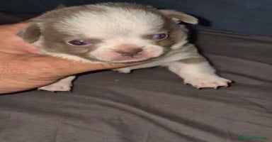 Chihuahua perros - Anuncio 14