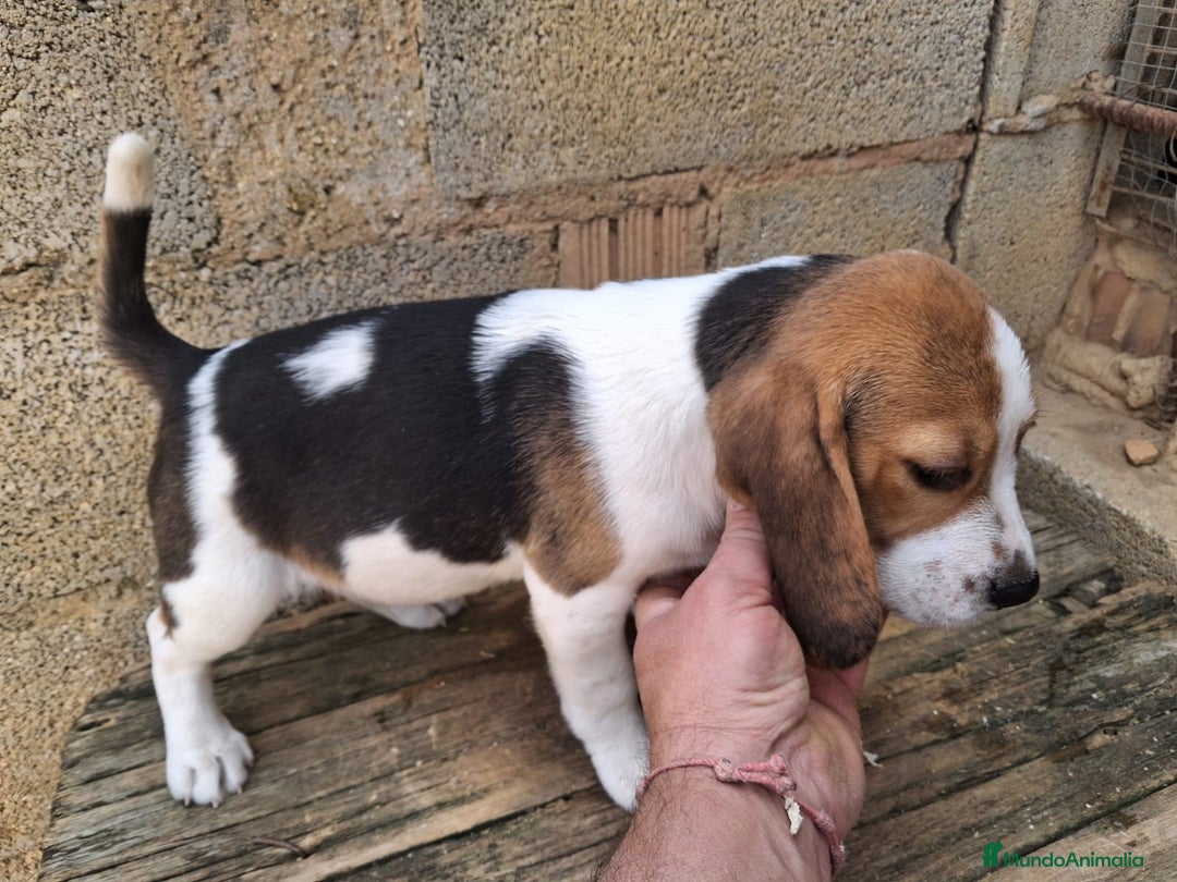 Beagle perros en venta: Beagle  - Anuncio 5