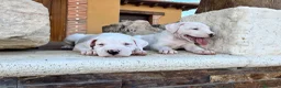 Dogo Argentino perros en venta: Dogos argentinos  en Segovia - Anuncio 6