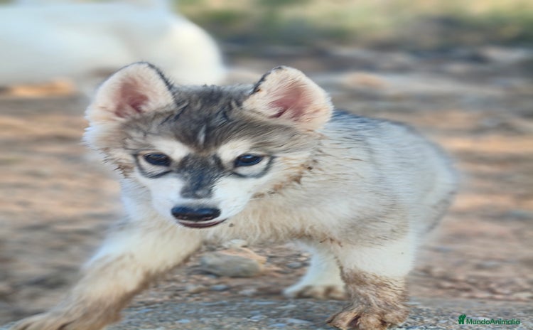 Husky Siberiano perros - Anuncio 14