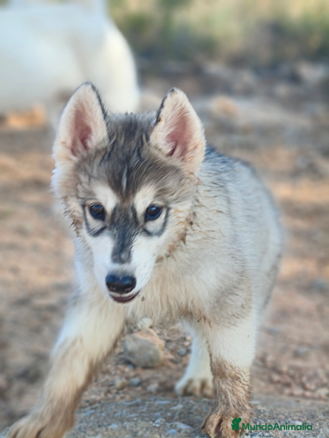 Husky Siberiano perros en venta: Husky SIBERIANO Macho espectacular  - Imagen 1