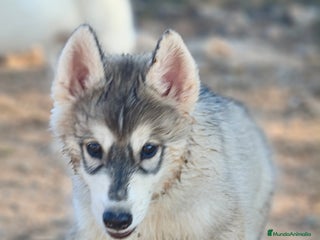 Husky Siberiano perros - Anuncio 5