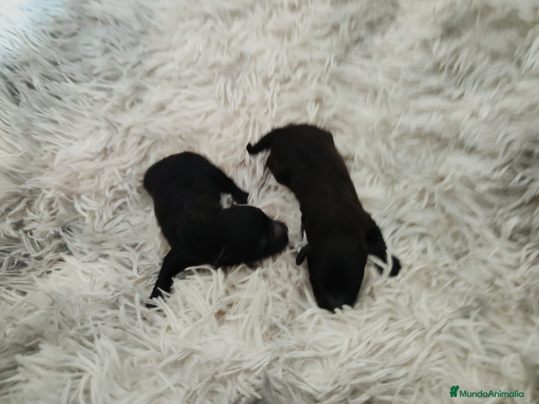 Caniche Toy perros en venta: Caniche toy  - Anuncio 9