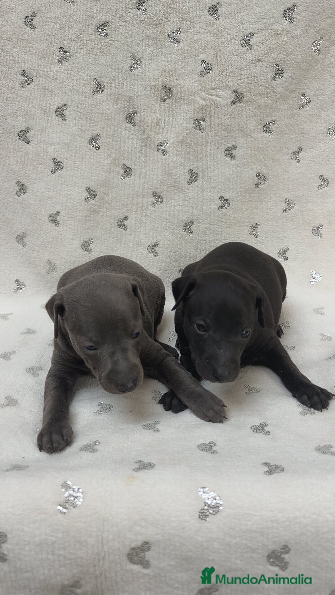 Pequeño Lebrel Italiano perros en venta: Pequeño lebrel Italiano macho - Anuncio 6