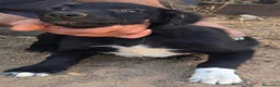 Border Collie perros en adopcion: Border collies - Anuncio 3