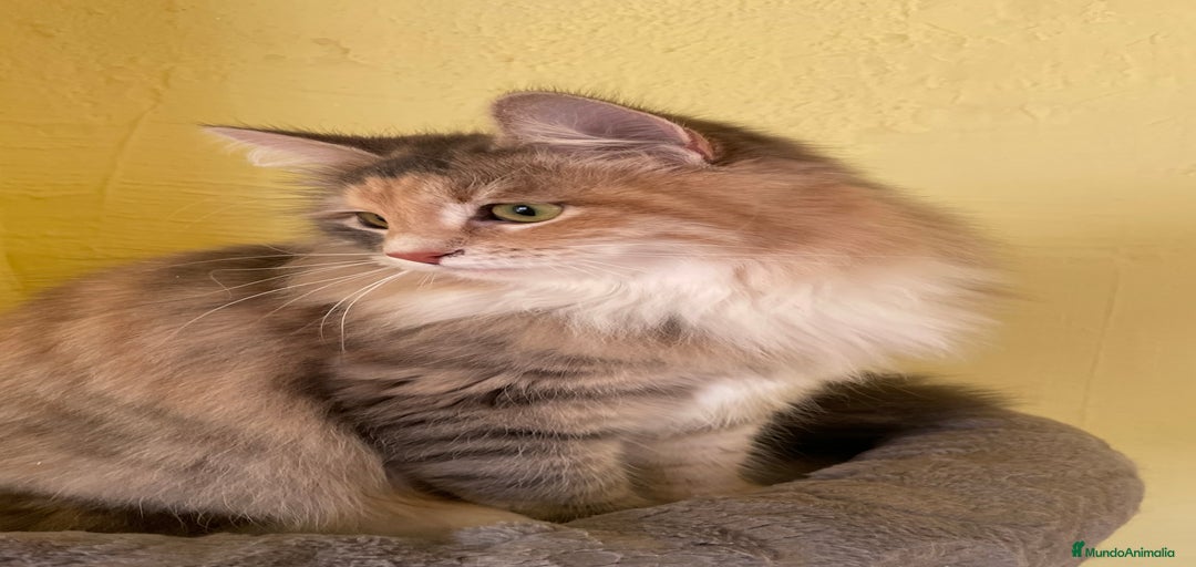 Imagen de galería {{count}}