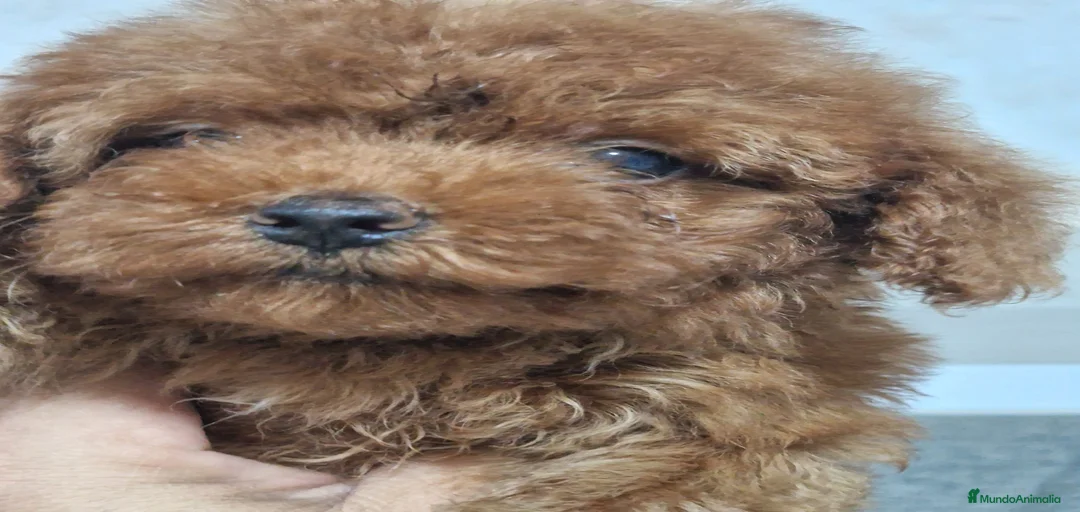 Imagen de galería {{count}}