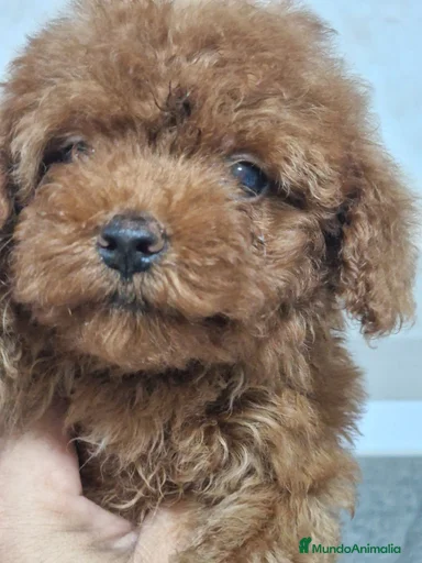 Imagen de galería {{count}}