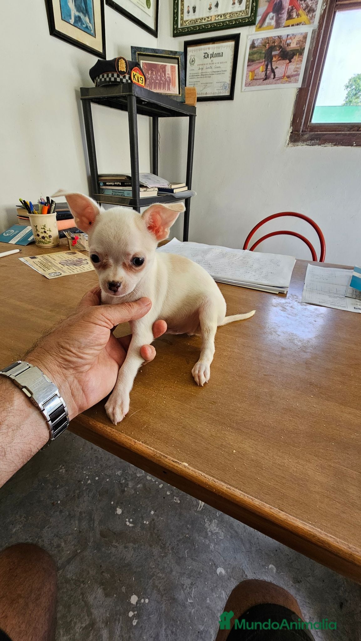 Chihuahua perros Chihuahuas mini - Anuncio 1