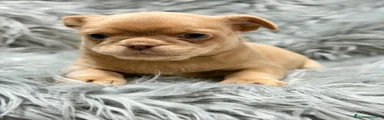 Chihuahua Cachorro 1