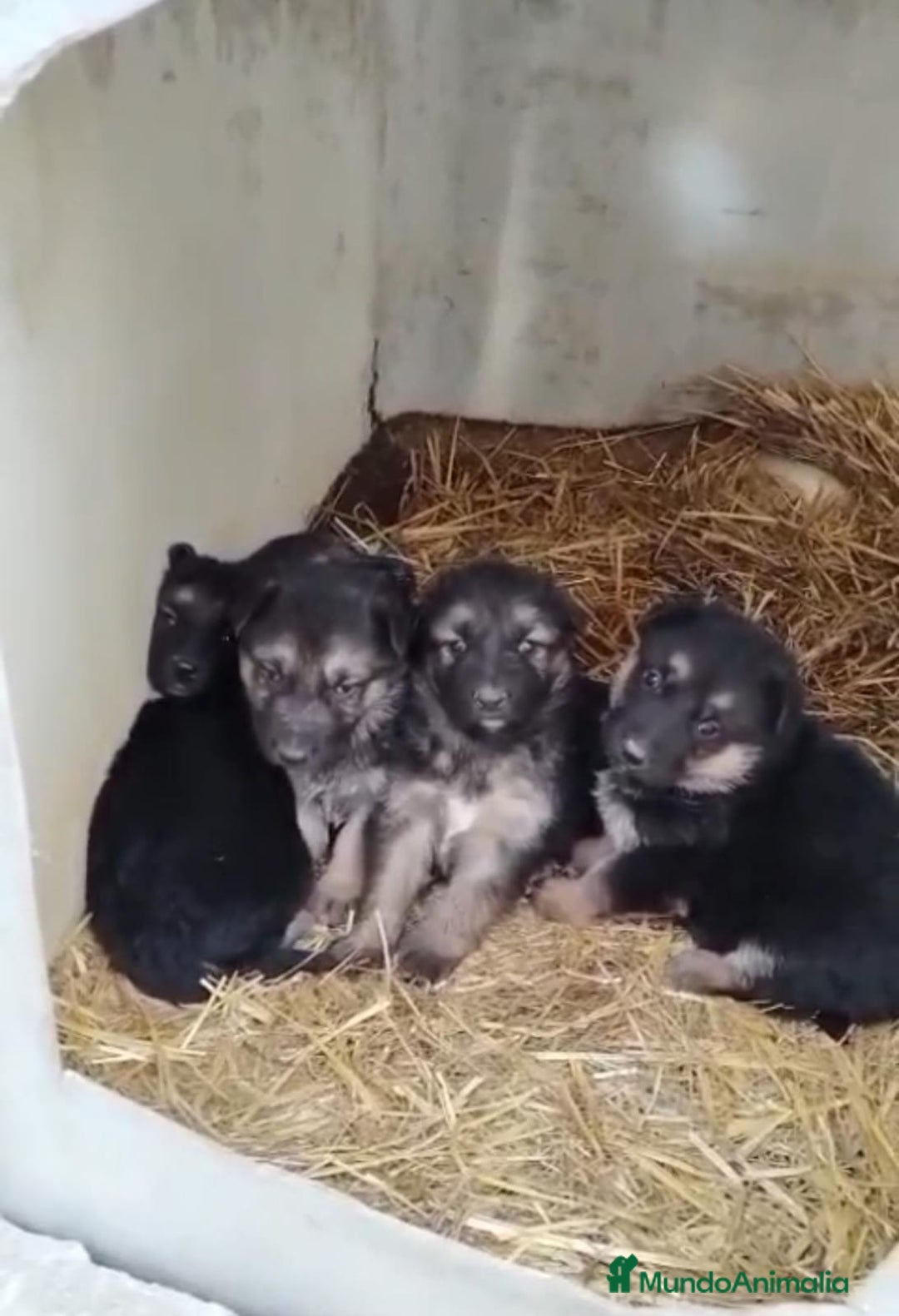 Pastor Alemán perros en venta: Pastor alemán  - Anuncio 2