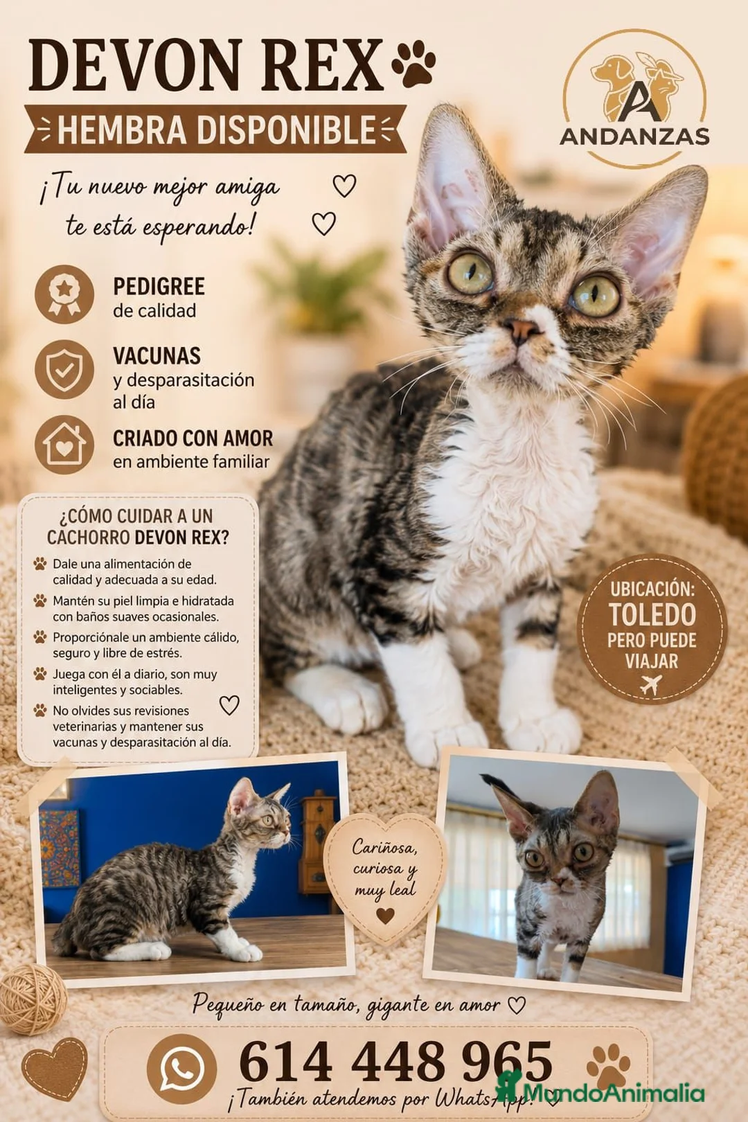 Devon Rex gatos en venta: Preciosos cachorros Devon Rex - Anuncio 1