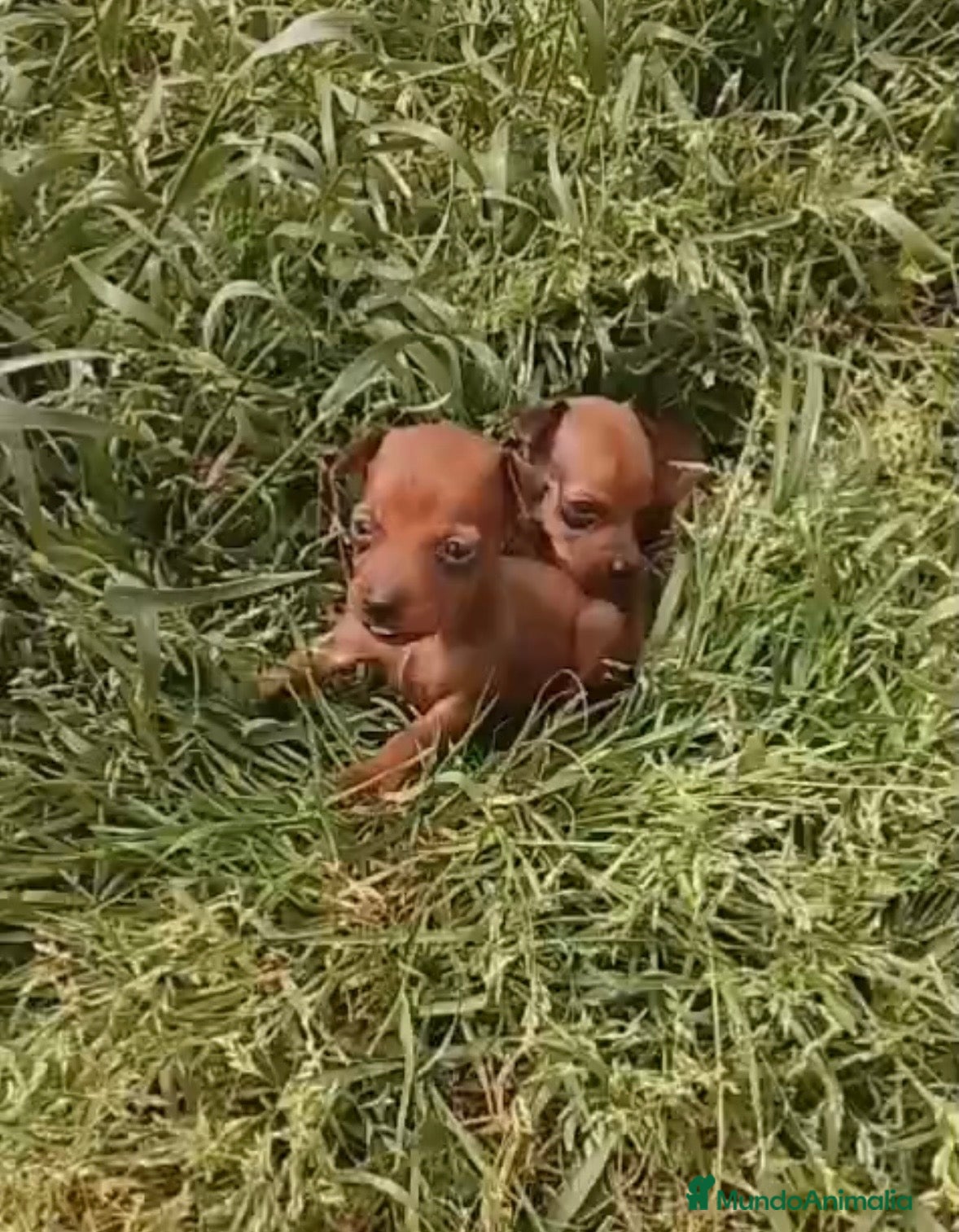 Pinscher Miniatura perros Mini pinscher hembra y macho rojos!🐾🐶 - Anuncio 1