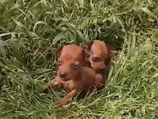 Pinscher Miniatura perros Mini pinscher hembra y macho rojos!🐾🐶 - Anuncio 3