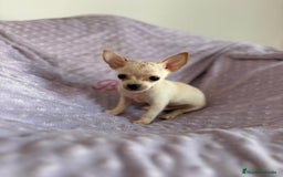 Chihuahua perros en venta: Chihuahua mini toy  - Imagen 8