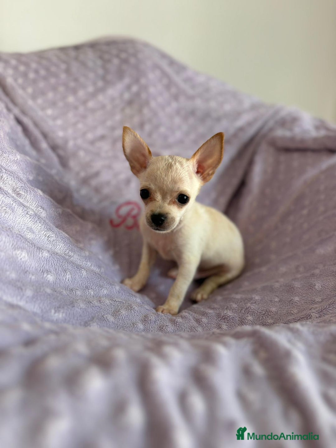 Chihuahua perros en venta: Chihuahua mini toy  - Imagen 8