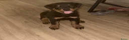Rottweiler perros en venta: Rottweiler hembra🐾 - Anuncio 3