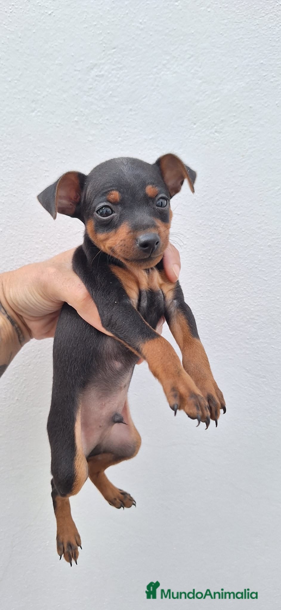 Pinscher Miniatura perros Cachorros pinscher negro fuego - Anuncio 4