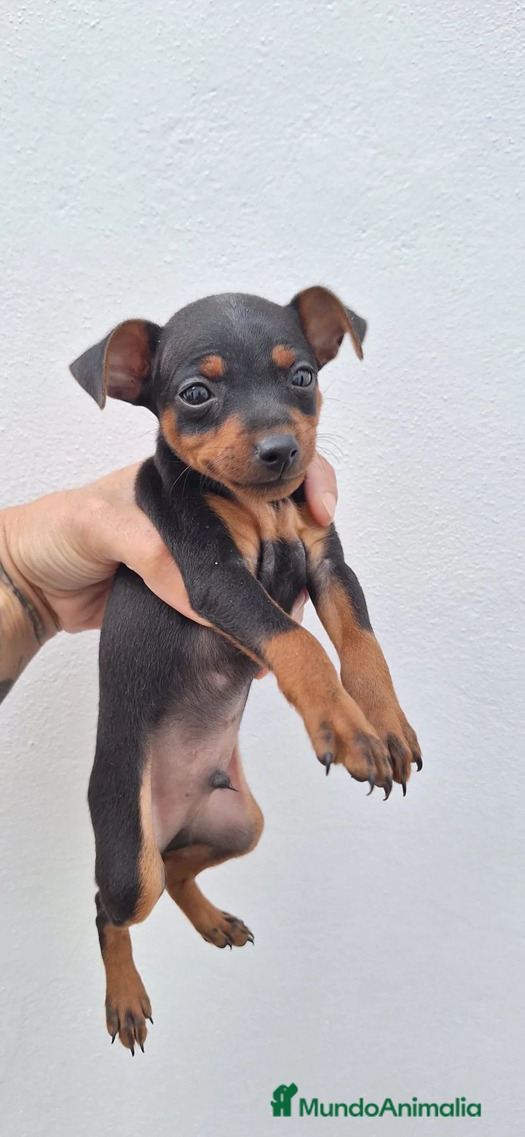 Pinscher Miniatura perros en venta: Cachorros pinscher negro fuego - Anuncio 1