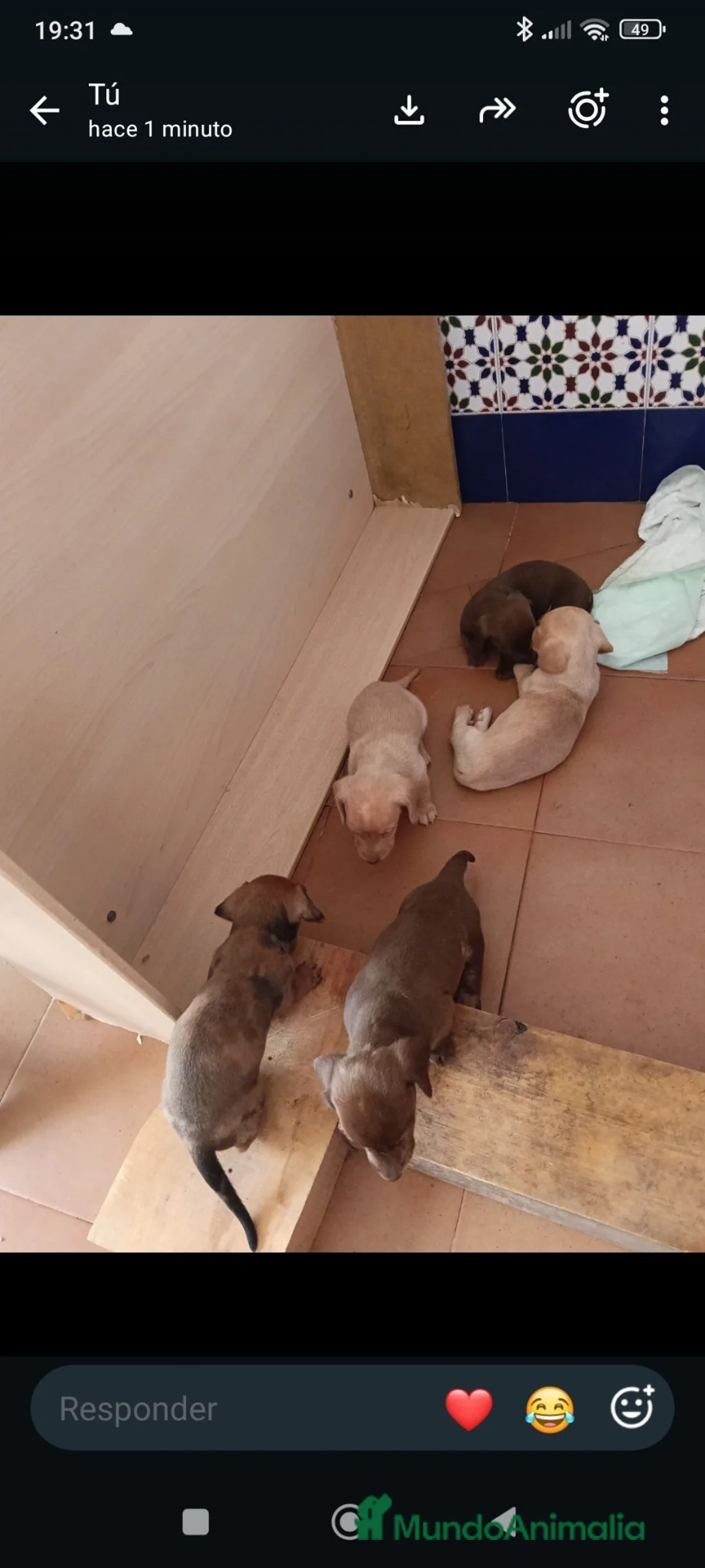 Teckel perros en venta: Tekel - Anuncio 2