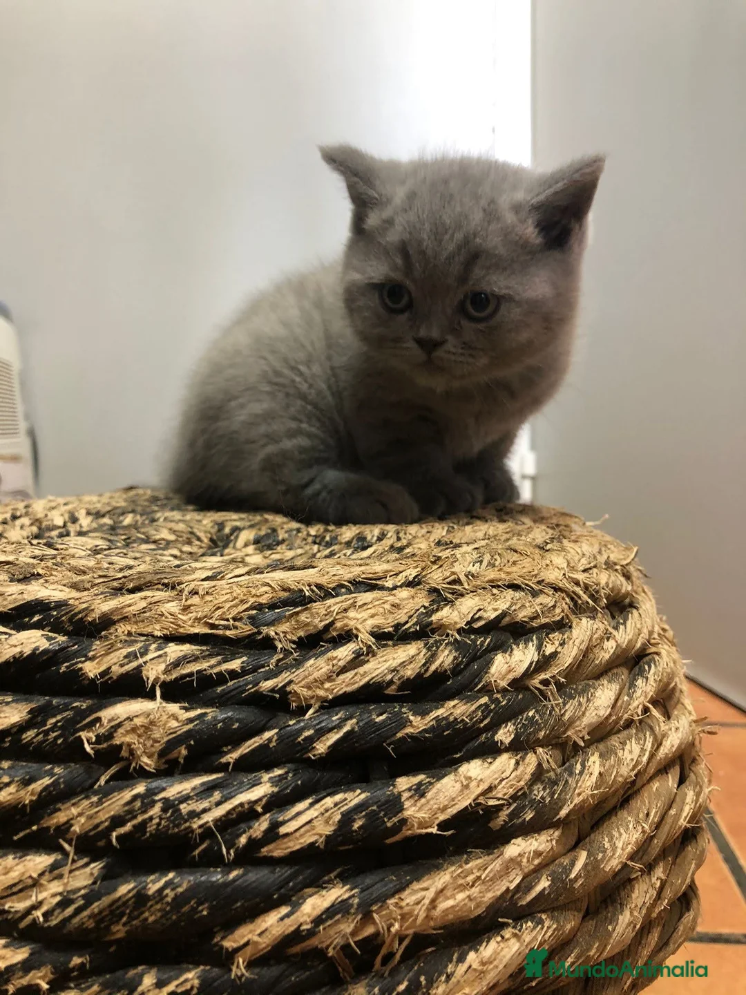 Británico de Pelo Corto Azul gatos en venta: British shorthair  - Anuncio 2