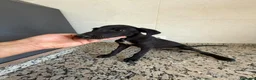 Galgo Español perros en venta: GALGOS ESPAÑOLES - Anuncio 11