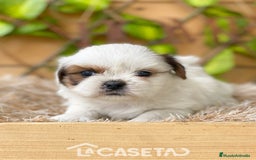 Shih Tzu perros en venta: Camada de Yadira  - Imagen 3