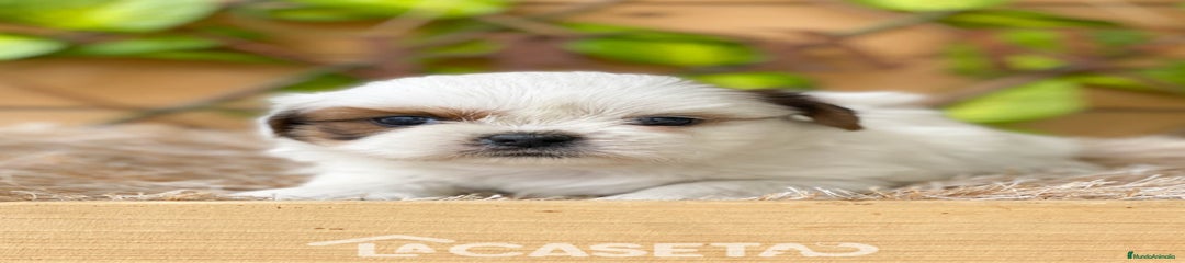 Shih Tzu Cachorro 3688