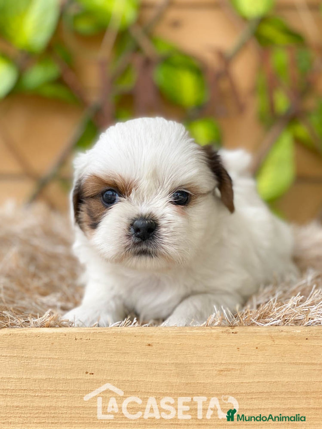 Shih Tzu perros en venta: Camada de Yadira  - Imagen 3