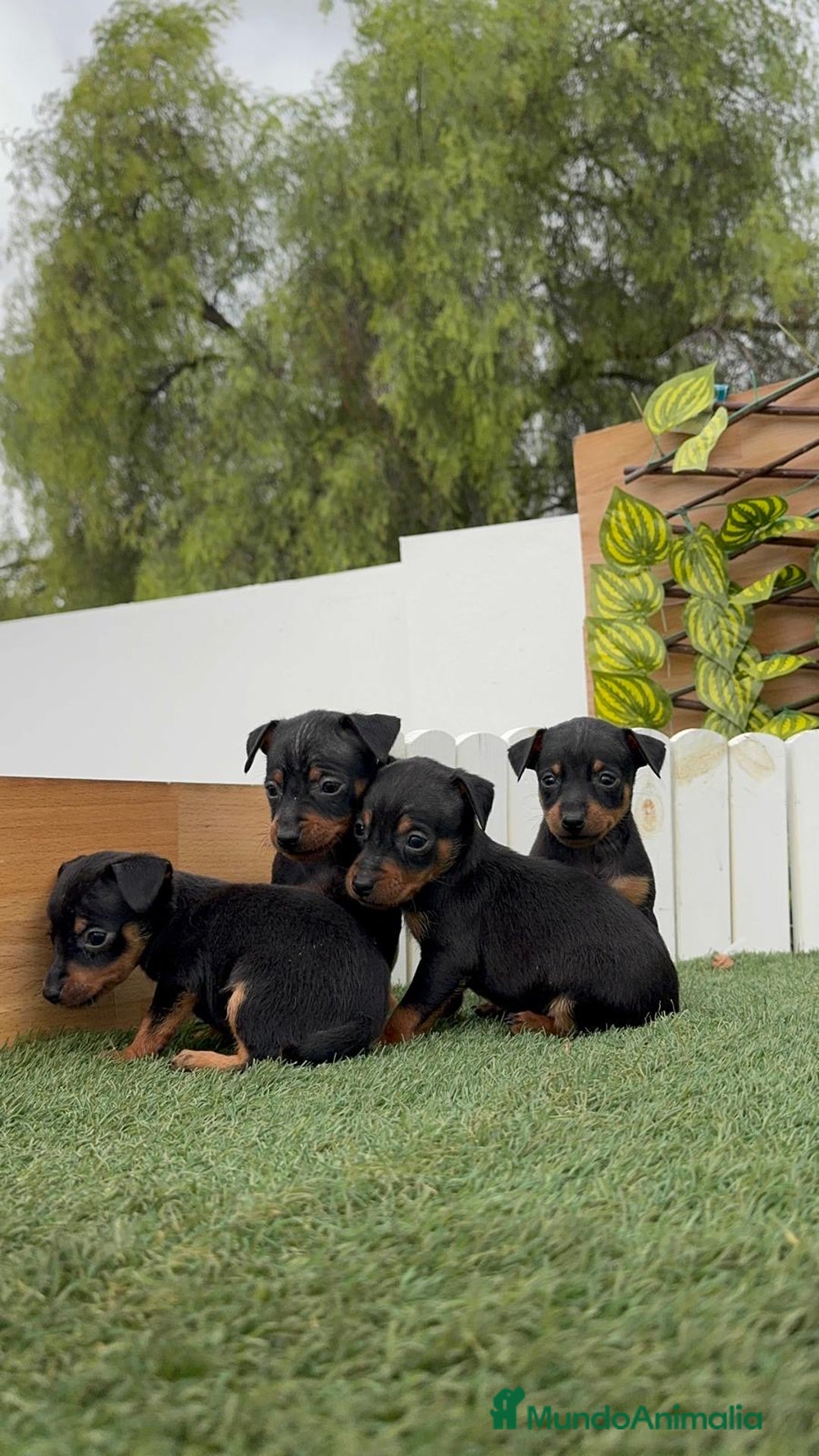 Pinscher Miniatura perros en venta: PINSCHER MINIATURA  - Imagen 22