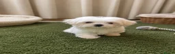 Bichón Maltés perros en venta: PRECIOSO BICHON MALTÉS MINI  - Anuncio 1