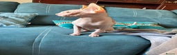 Sphynx gatos en venta: Gata egipcia  - Anuncio 2