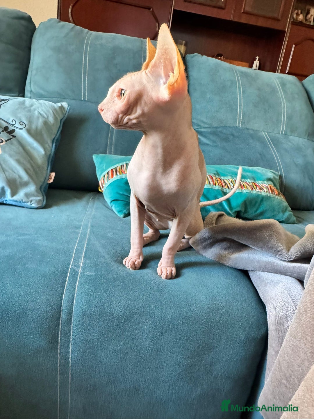 Sphynx gatos en venta: Gata egipcia  - Anuncio 2
