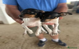 Gos Rater Valencià perros en venta: Ratonero valenciano - Imagen 1