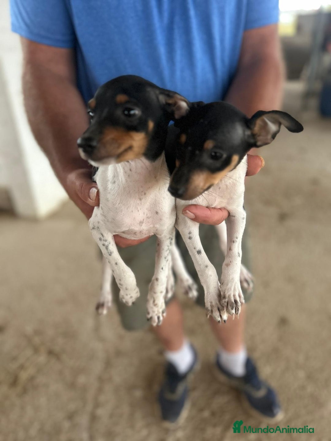 Gos Rater Valencià perros en venta: Ratonero valenciano - Imagen 1
