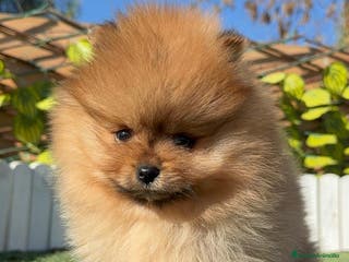 Pomerania perros POMERANIA HEMBRA CARA DE OSO - Anuncio 2
