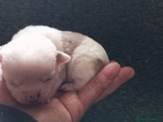 Chihuahua perros Chihuhuas - Anuncio 3